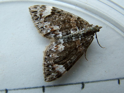 Dark Marbled Carpet